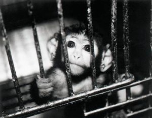 Animal-testing-cage